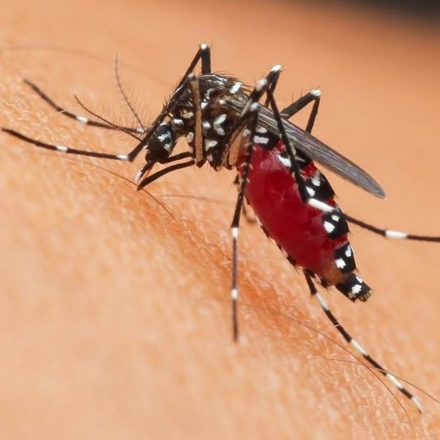 Why Do Platelets Decrease in Dengue? Understanding the Science Behind Thrombocytopenia